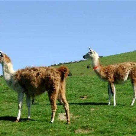 La Mongie, 2 Pièces, 4 Personnes - Fr-1-404-264 Appartement