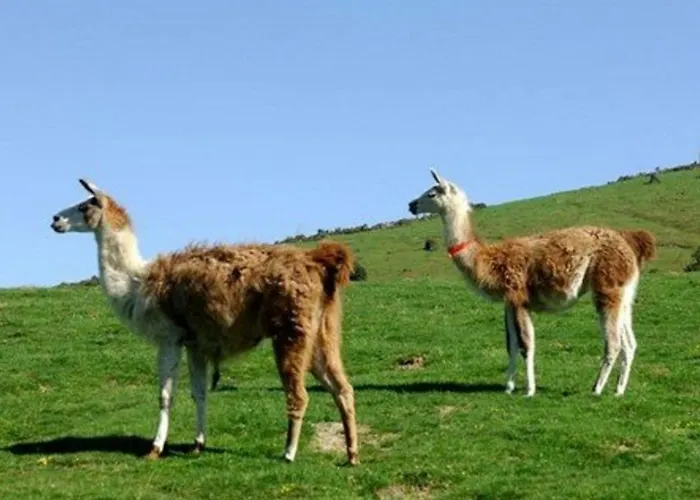 La Mongie, 2 Pièces, 4 Personnes - Fr-1-404-264 Appartement
